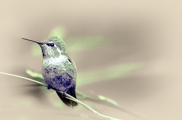 Nature Photography - purple hummingbird with green leaves, summer, hummingbird wall art, home decor, hummingbird photo - "Quiet Hum"