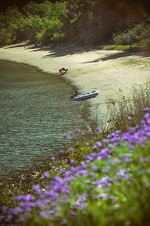 Purple Wildflowers At Green Beach Lagoon