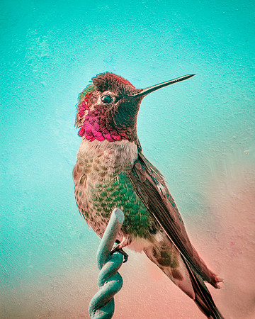 Hummingbird Sitting on Fence