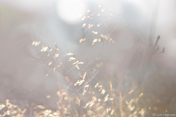 Golden Grass in Gray Fog with Winter Sun