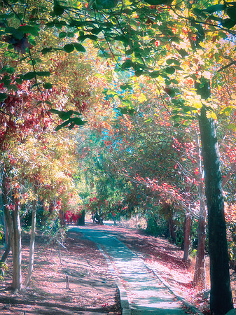 "Autumn Stroll" - Path with Fall Foliage