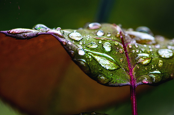 Winter Photography - Green and Purple Leaf with Raindrops